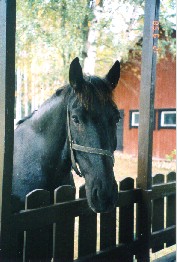 Bommi 1998