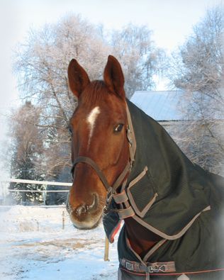 Dario 2010